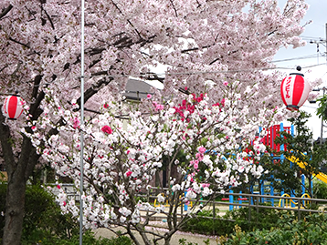 春は外壁塗装のシーズン！近所の桜も満開に！